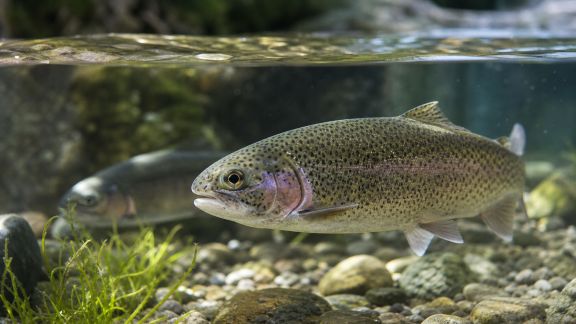 L’influence de la température sur l’appétit et la digestion des poissons