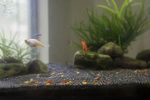 Comment repérer et corriger une suralimentation dans votre aquarium