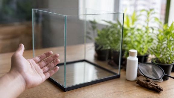 Les critères à prendre en compte avant d’acheter vos premiers poissons