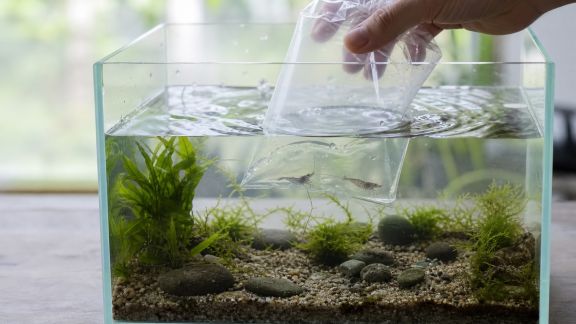 5 erreurs courantes à éviter lors de l’introduction de nouveaux invertébrés