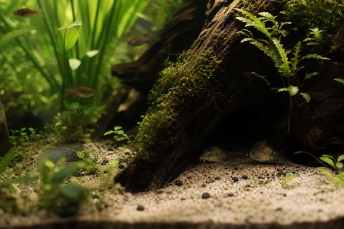 Zones d’ombre en aquascaping : leur importance pour le bien-être animal