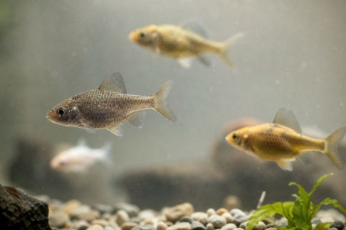 Éviter les maladies courantes avec une observation attentive des poissons
