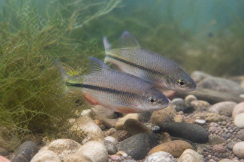 Guide pour observer la reproduction sans perturber les poissons