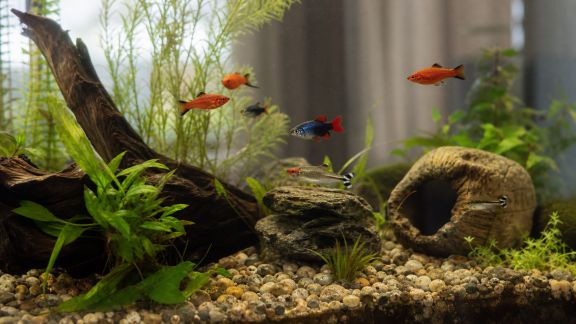 Astuces pour stimuler l’activité des poissons avec des aménagements adaptés