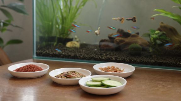 La rotation des aliments : une clé pour diversifier le régime de vos poissons