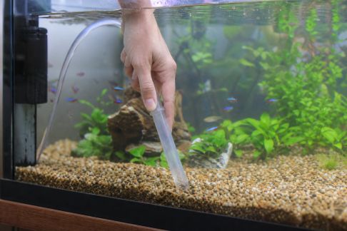 Comment bien gérer le nettoyage du substrat sans stresser les poissons