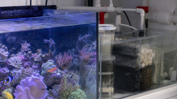 Comment assurer une filtration optimale pour maintenir un récif épanoui