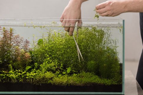 Les erreurs les plus fréquentes lors de la taille des plantes d’aquarium