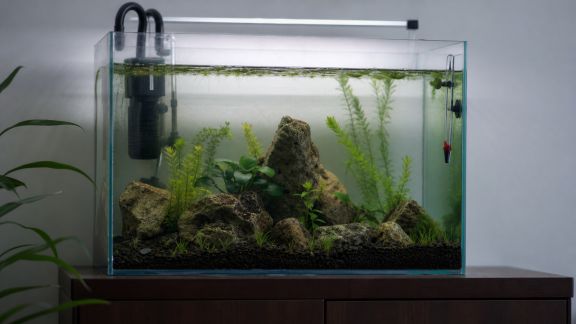 Neuf erreurs fréquentes à éviter lorsqu’on démarre son aquarium