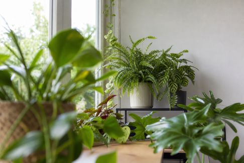 Astuces pour optimiser la lumière et favoriser la croissance des plantes de fond