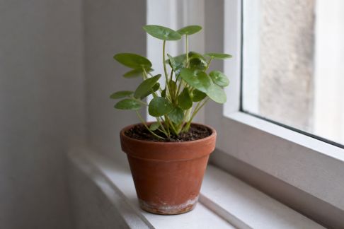 Astuces pour optimiser la croissance des plantes à faible lumière