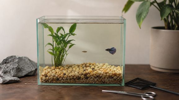 Cinq astuces pour démarrer l’aquariophilie avec un budget maîtrisé