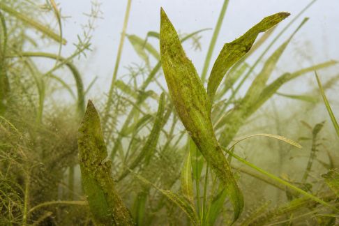 Que faire face à l’apparition d’algues sur les plantes submergées