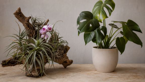 Différences entre épiphytes et plantes enracinées : bien les associer