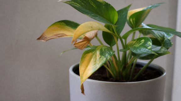 Identifier les signes de souffrance chez les plantes et agir rapidement