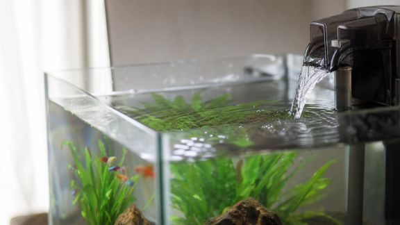 Ajuster le débit du filtre : impacts concrets sur l’équilibre du bac