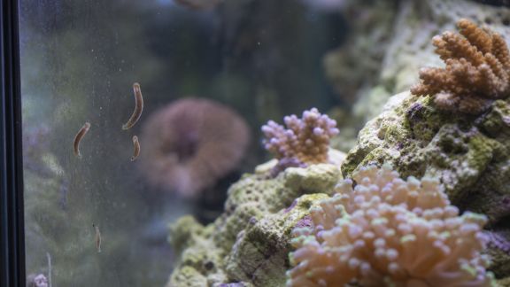 Comment prévenir et traiter une invasion de planaires en récifal