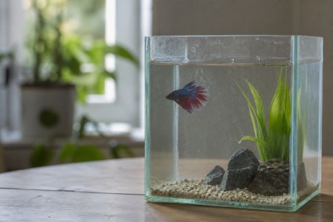 Réussir l’isolement d’un poisson contaminé : précautions à respecter