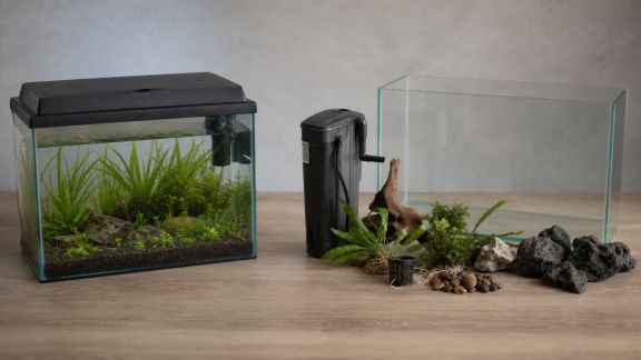 Faut-il choisir un aquarium prêt à l’emploi ou le composer soi-même ?