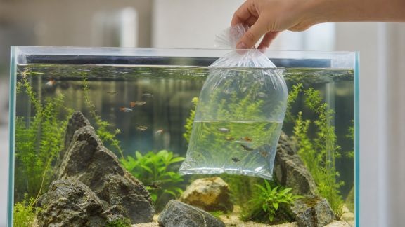 Les astuces essentielles pour introduire de nouveaux poissons sans stress