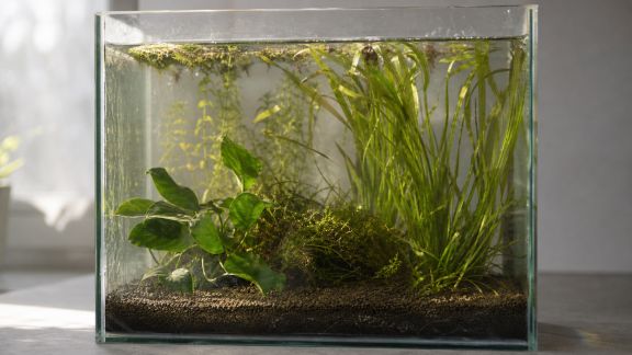 Aquarium low-tech : quelles espèces végétales privilégier et pourquoi