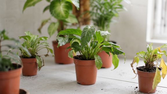 Top 5 des erreurs à éviter lors de l’acclimatation végétale