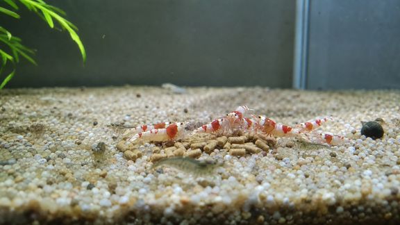 Nourrir les crevettes et invertébrés : spécificités et conseils pratiques