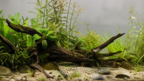 Élaborer un décor naturel et équilibré pour votre aquarium planté