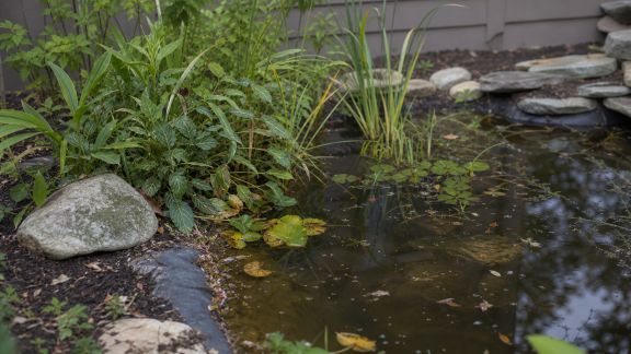 Cinq erreurs courantes à éviter lors de la création d’un paysage aquatique