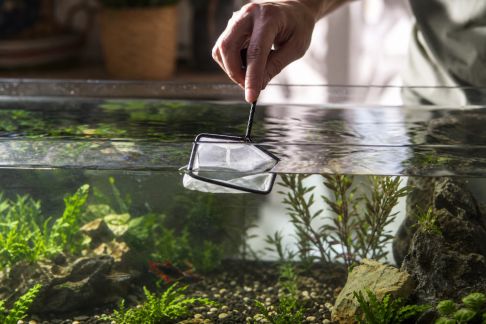 Comment prévenir les infections bactériennes dans un aquarium communautaire