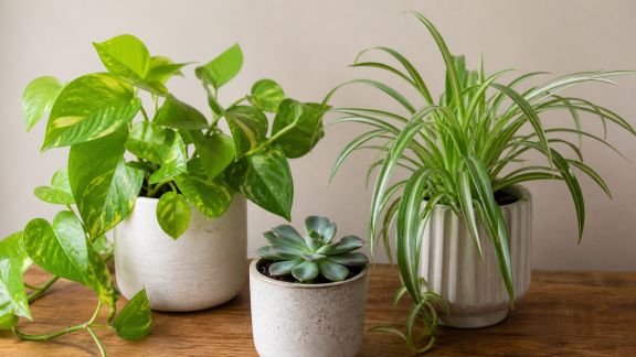 Favoriser un écosystème résilient avec des plantes faciles d’entretien
