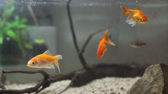 Comment reconnaître les signes de mal-être chez les poissons d’aquarium
