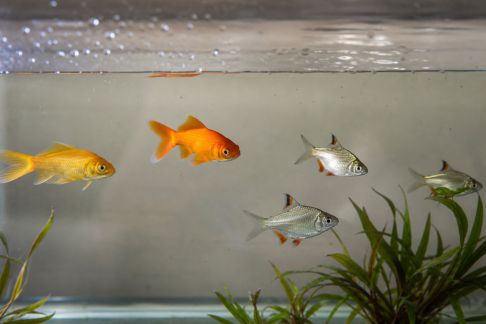 L’impact du stress sur la santé des poissons : prévenir les complications