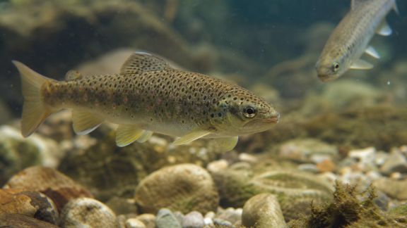 Comprendre l’influence de la température sur le comportement des poissons