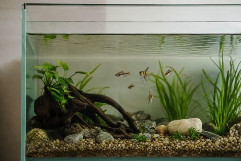 Mieux comprendre le jeûne périodique et ses effets sur l’aquarium