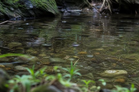 Comprendre le cycle de l’azote et préserver l’équilibre aquatique