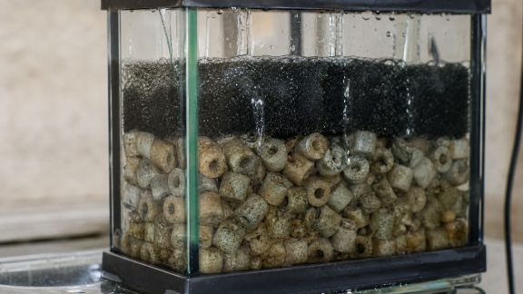 Filtration biologique : pourquoi la colonie bactérienne est cruciale