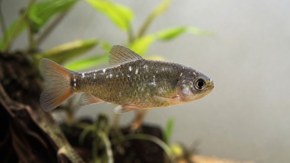 Comparatif des traitements efficaces contre les points blancs chez le poisson